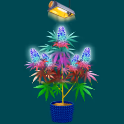 NFTokin #10593