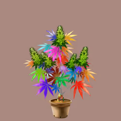 NFTokin #10162