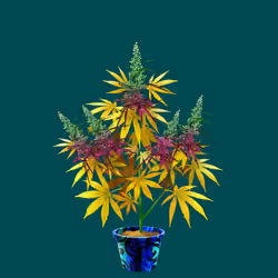 NFTokin #4989