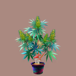 NFTokin #1010