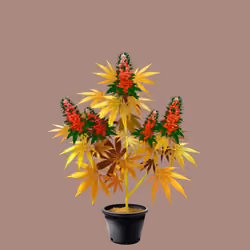 NFTokin #12748