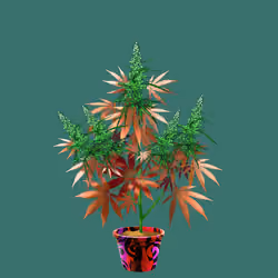 NFTokin #7994