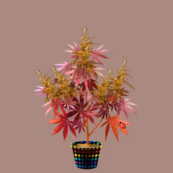 NFTokin #692