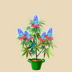 NFTokin #6502