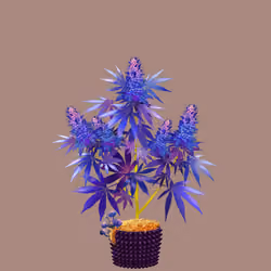 NFTokin #10654