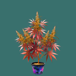 NFTokin #4801