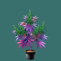NFTokin #5230