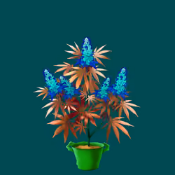 NFTokin #11455