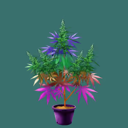 NFTokin #3303