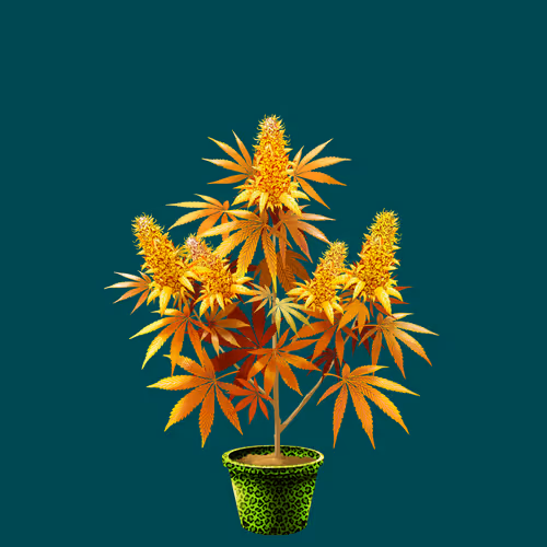 NFTokin #10412