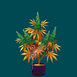 NFTokin #12730