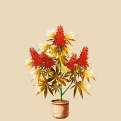 NFTokin #6705