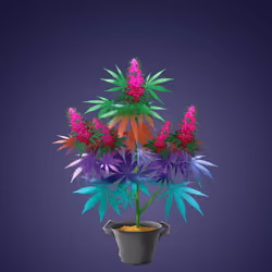 NFTokin #12885