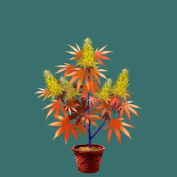 NFTokin #12908