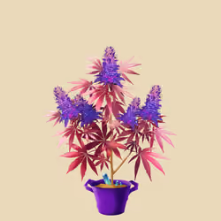 NFTokin #5670