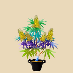 NFTokin #2003