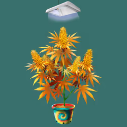 NFTokin #12195