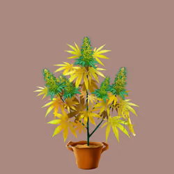 NFTokin #12477