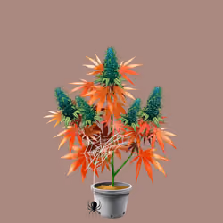 NFTokin #5804