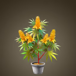 NFTokin #10528
