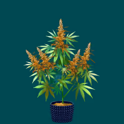 NFTokin #7675