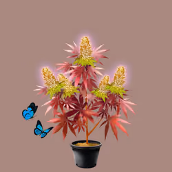 NFTokin #9641