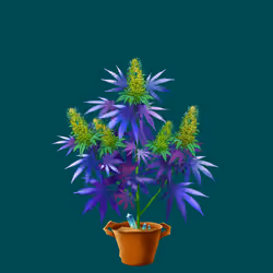NFTokin #6523