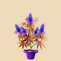 NFTokin #11043