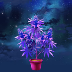 NFTokin #7388