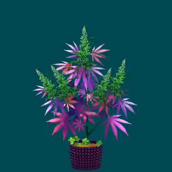 NFTokin #12