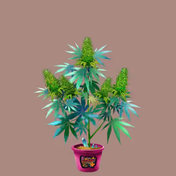 NFTokin #7212