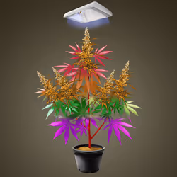 NFTokin #12152