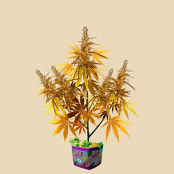 NFTokin #1702