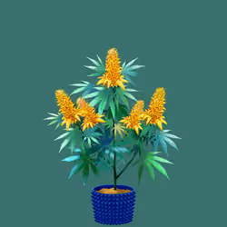NFTokin #11807