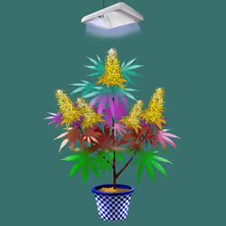 NFTokin #5775