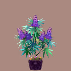 NFTokin #5962