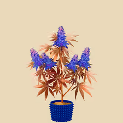 NFTokin #1237