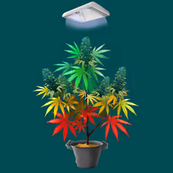 NFTokin #12492