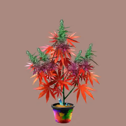 NFTokin #5224