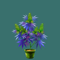 NFTokin #7462