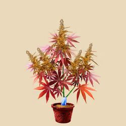 NFTokin #8686