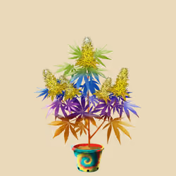 NFTokin #6411