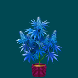NFTokin #7736