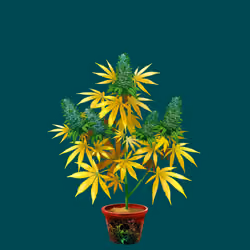 NFTokin #3876