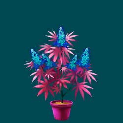 NFTokin #12573