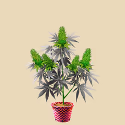 NFTokin #7820