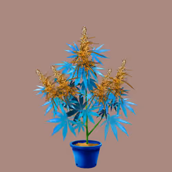 NFTokin #2373