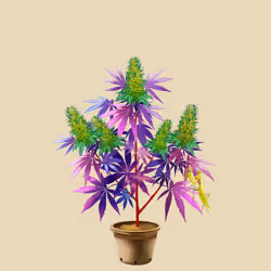 NFTokin #3370