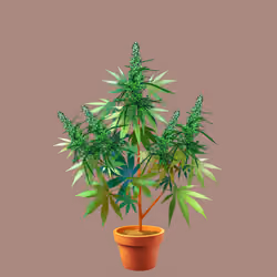 NFTokin #5016