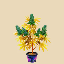 NFTokin #6692